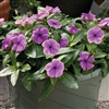 Vinca Avalanche Blueberry