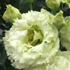 Lisianthus Elegance 3 Green Pellets