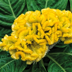 Celosia Brainiac Lightning Yellow