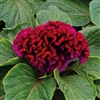 Celosia Brainiac Mad Magenta