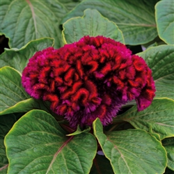 Celosia Brainiac Mad Magenta