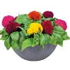 Celosia Brainiac Mix