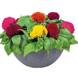 Celosia Brainiac Mix