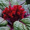 Celosia Brainiac Raven Red