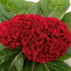 Celosia Brainiac Robo Red