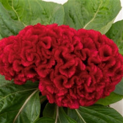 Celosia Brainiac Robo Red