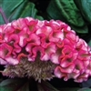 Celosia Brainiac Think Pink