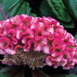 Celosia Brainiac Think Pink