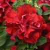 Petunia Dble Casc.Valentine Pellets