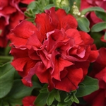 Petunia Dble Casc.Valentine Pellets