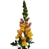 Antirrhinum Cannes Light Bronze II-III