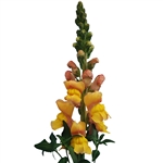 Antirrhinum Cannes Light Bronze II-III