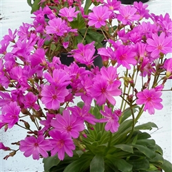 Lewisia Elise Ultra Violet