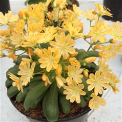 Lewisia Elise Golden Yellow