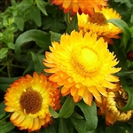 Helichrysum King Gold Yellow