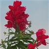 Antirrhinum Snappy Cherry