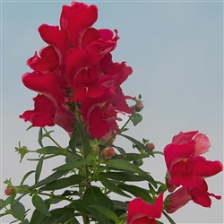 Antirrhinum Snappy Cherry