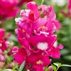 Antirrhinum Snappy Lavender