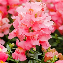 Antirrhinum Snappy Pink