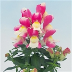 Antirrhinum Snappy Rose & White