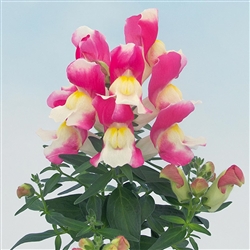 Antirrhinum Snappy Rose & White