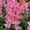 Antirrhinum Snappy Rose Flame