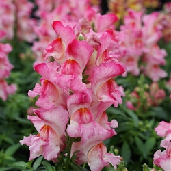 Antirrhinum Snappy Rose Flame