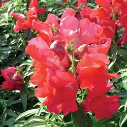 Antirrhinum Snappy Scarlet