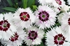 Dianthus Diana White/eye_disc