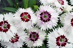 Dianthus Diana White/eye_disc