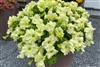 Petunia Limbo Yellow Lime Pellets