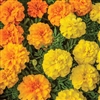 Marigold Endurance Mix Coated