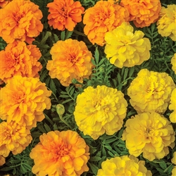 marigold Endurance Mix Detailed