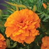 Marigold Endurance Orange Detailed