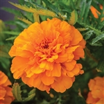 Marigold Endurance Orange Detailed