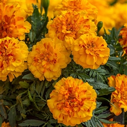 Marigold Endurance Sunset Gold Detailed