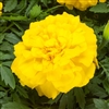 Marigold Endurance Yellow Coated