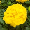 Marigold Endurance Yellow Detailed