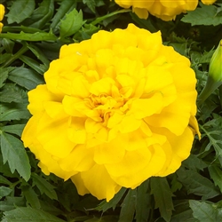 Marigold Endurance Yellow Detailed
