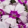 Dianthus Venti Parfait Blueberry Pellets