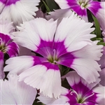 Dianthus Venti Parfait Blueberry Pellets