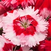 Dianthus Venti Parfait Strawberry Shades Pellets