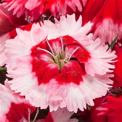 Dianthus Venti Parfait Strawberry Shades Pellets