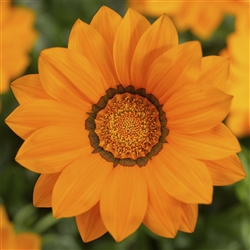 Gazania Big Kiss Orange