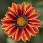 Gazania Big Kiss Orange Flame