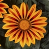 Gazania Kiss Frosty Orange Flame