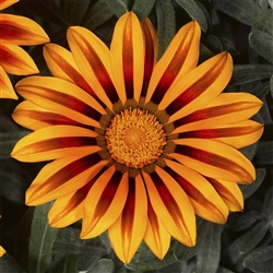 Gazania Kiss Frosty Orange Flame