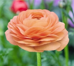 Ranunculus Elegance Salmon