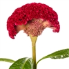 Celosia Reprise Velvet