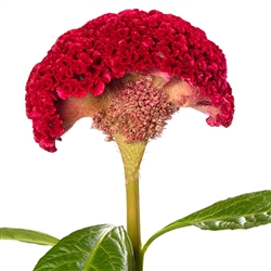 Celosia Reprise Velvet